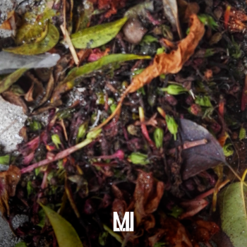 Parâmetros críticos na digestão anaeróbia: temperatura, pH e carga orgânica